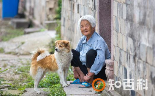 养个宠物 对老人的心理和心情都是十分有益