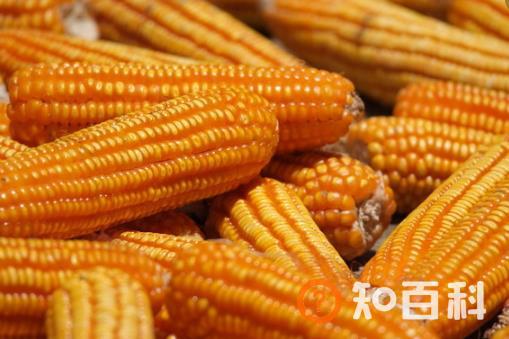 ​中老年人吃玉米益处多 玉米四功效大揭秘