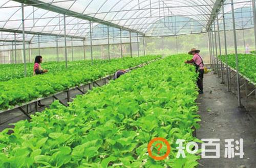 冬天农民职业病高发 八成人知“累”不知病