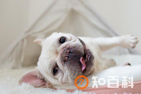 什么情况不需要接种狂犬疫苗