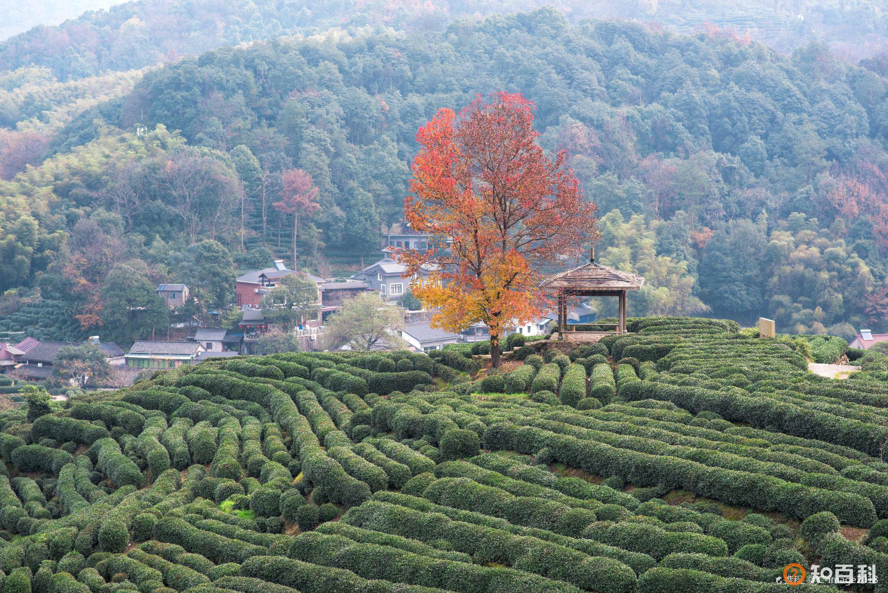 龙井村(Longjing Village)