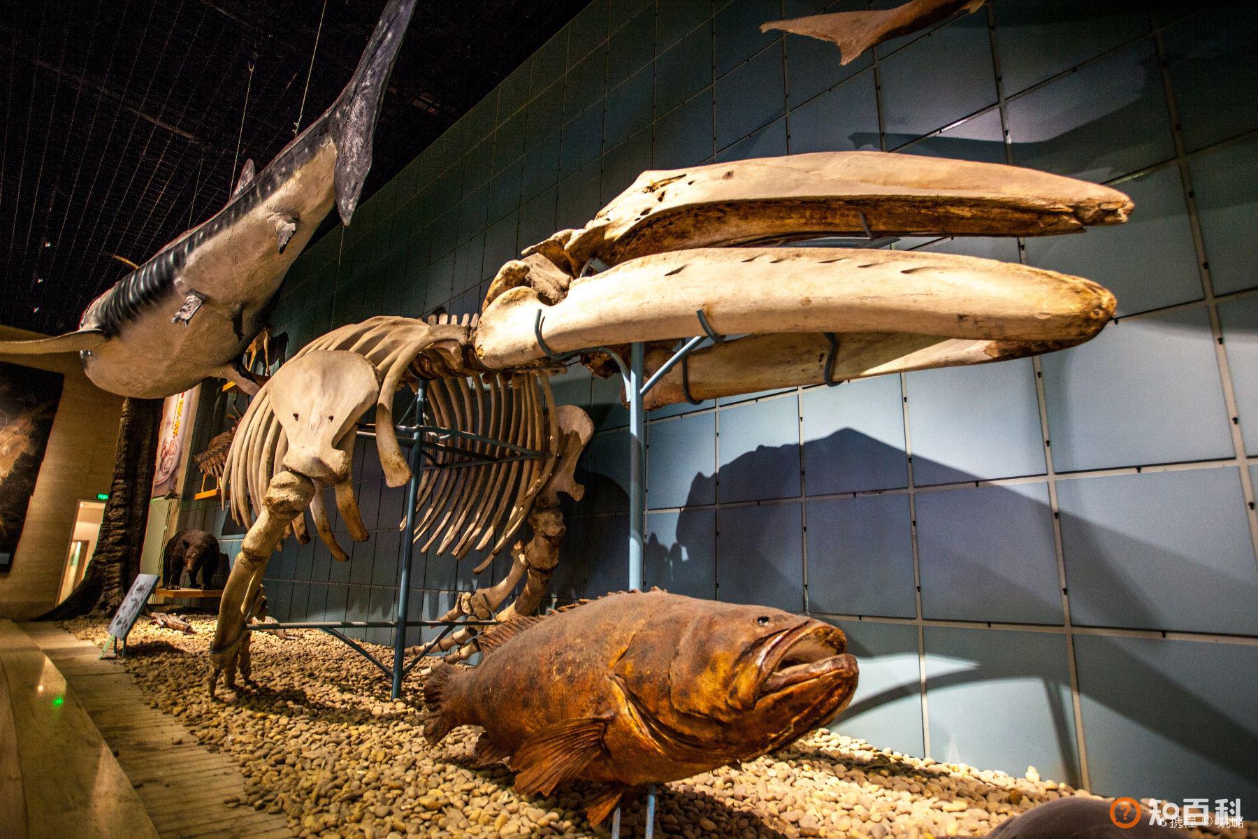 浙江自然博物馆(Zhejiang Natural History Museum)