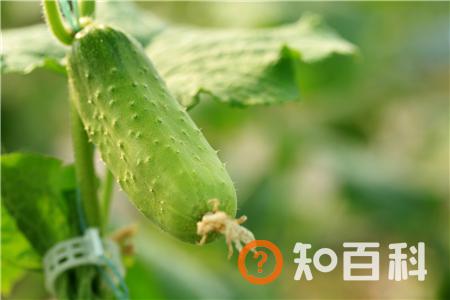 影响阴茎尺寸的因素有哪些