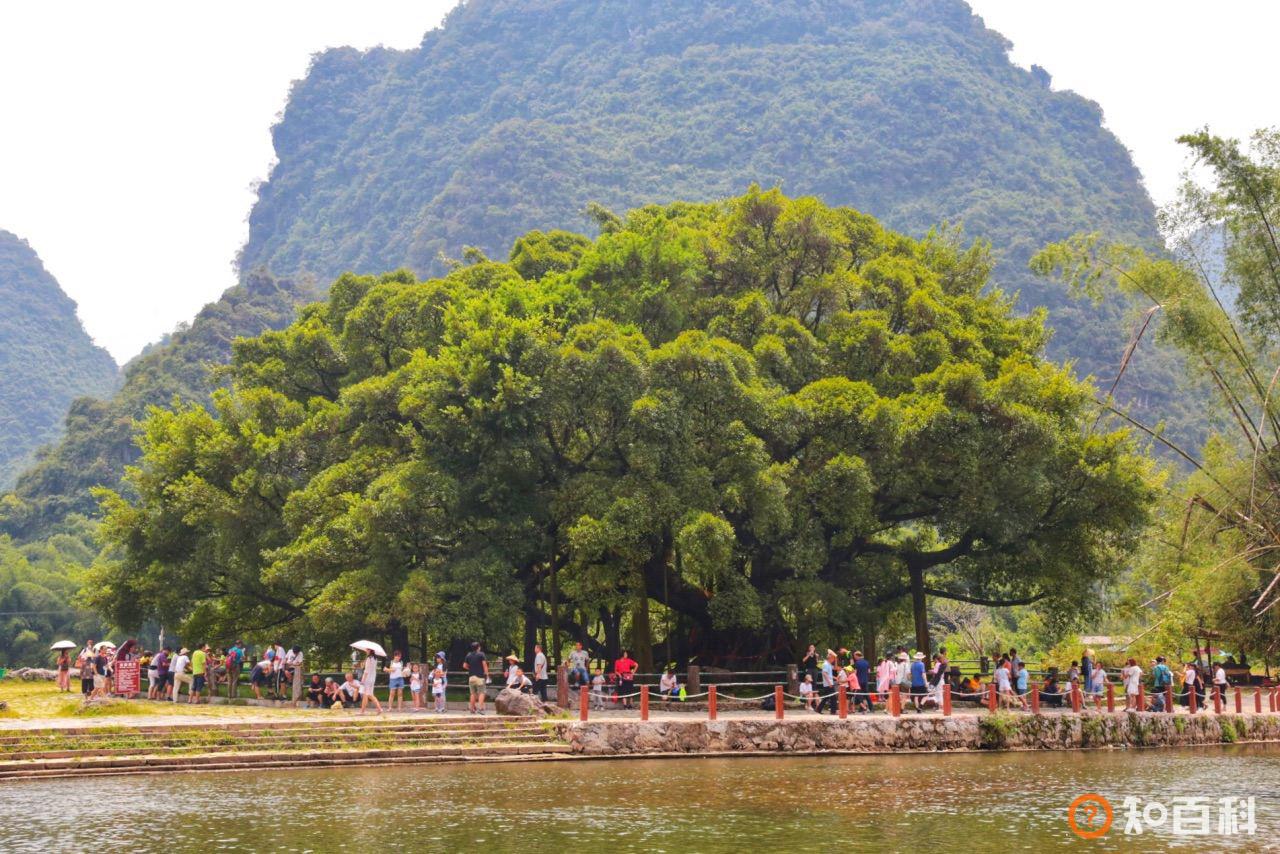 大榕树(Large banyan)