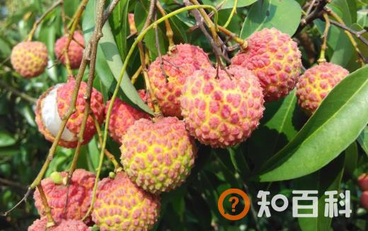 荔枝的营养价值与保健功能 挑选优质荔枝的方法
