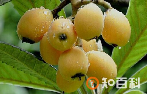 夏天的当令水果枇杷 中药师推荐枇杷的吃法