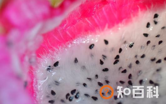 火龙果有红心白心别具一格 你应知道的火龙果的营养价值