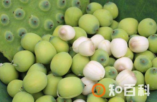 新鲜莲子的功效与作用及食用方法 正确剥莲子的方法