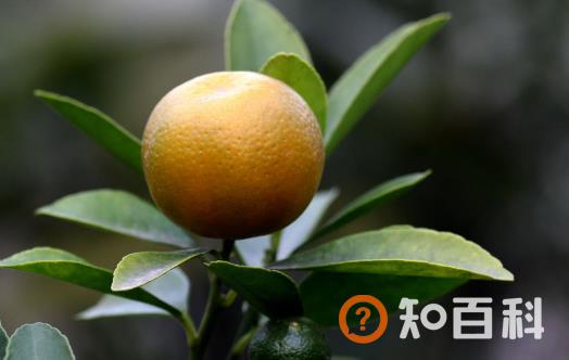 橘子全身是宝 橘皮橘络都不要再扔了