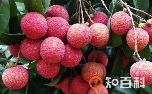 荔枝的营养价值与保健功能 挑选优质荔枝的方法