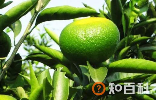 柑橘的营养及药用价值 挑选甜甜柑橘的方法