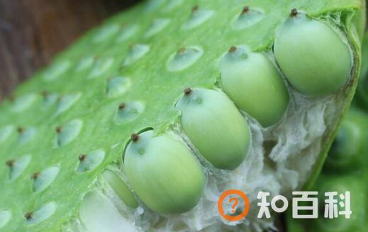 新鲜莲子的功效与作用及食用方法 正确剥莲子的方法