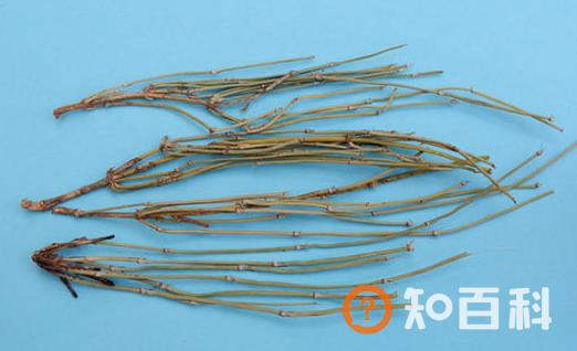 麻黄的功效与作用 美食力量舌尖上的中药美味文化