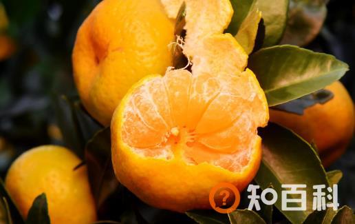 柑橘的营养及药用价值 挑选甜甜柑橘的方法