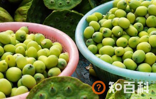 新鲜莲子的功效与作用及食用方法 正确剥莲子的方法