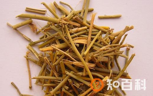 麻黄的功效与作用 美食力量舌尖上的中药美味文化