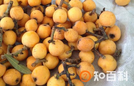 吃枇杷止咳润肺补充维生素 老人孩子都可以吃