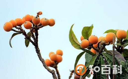 吃枇杷止咳润肺补充维生素 老人孩子都可以吃