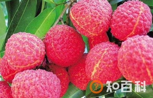 荔枝的营养价值与保健功能 挑选优质荔枝的方法