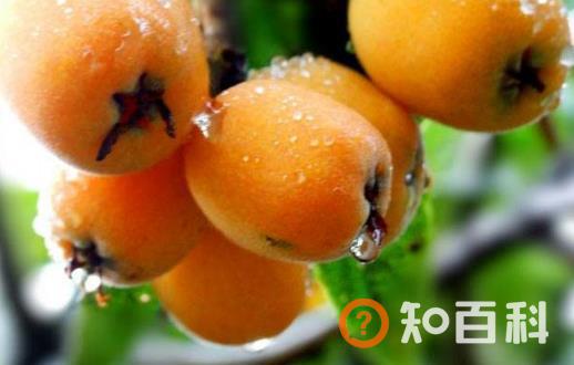 夏天的当令水果枇杷 中药师推荐枇杷的吃法