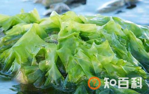 海藻的来源和作用 海藻的食疗作用