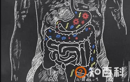益生菌有益肠道健康 服用抗生素后服用效果棒棒