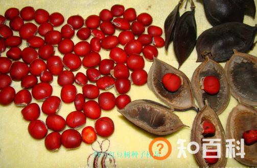 红豆不只是相思其实吃更好 营养丰富好处多