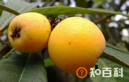吃枇杷止咳润肺补充维生素 老人孩子都可以吃