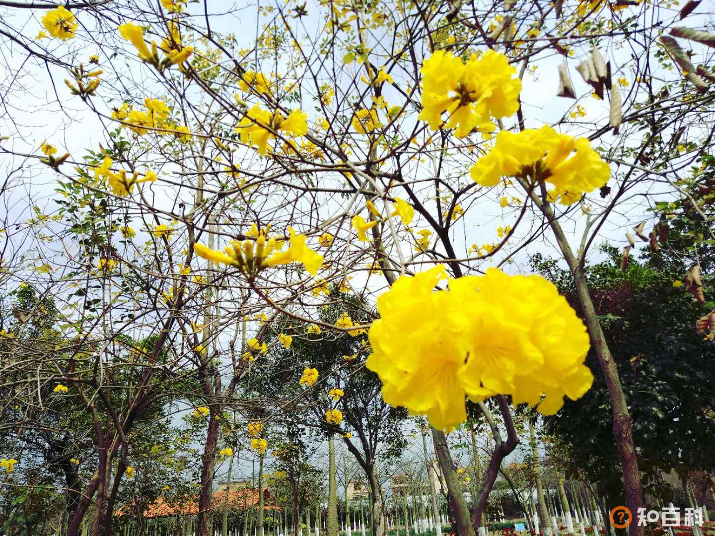 花都香草世界(Vanilla World)