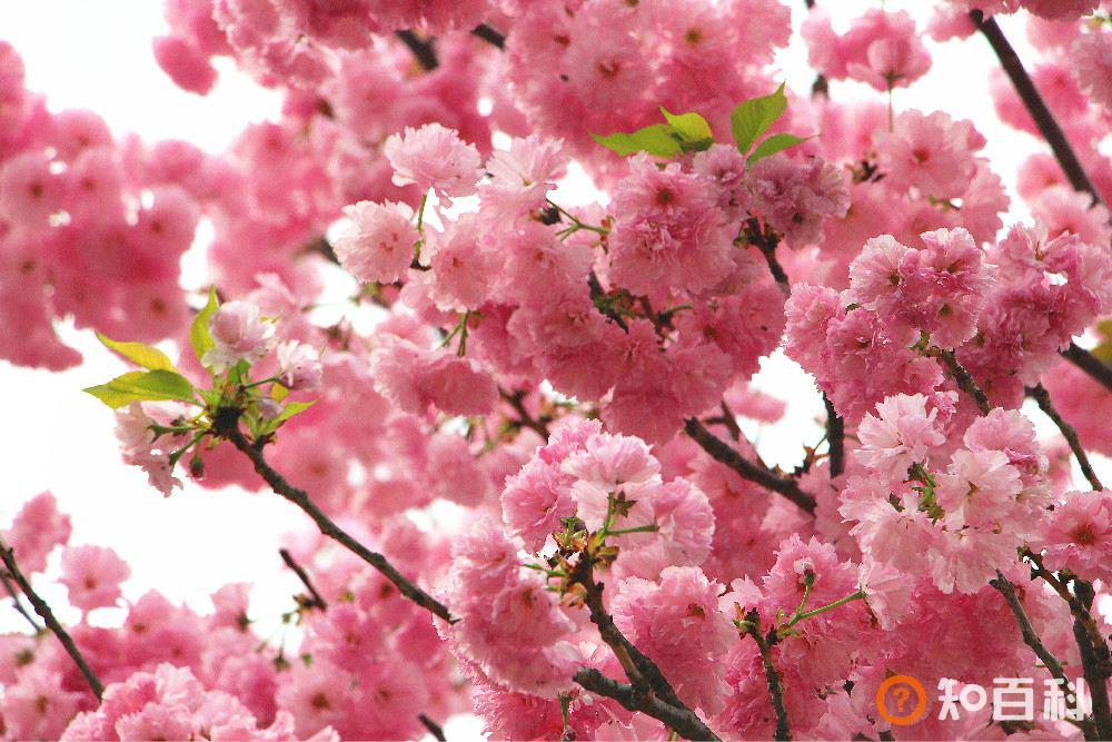 天适樱花悠乐园(Tianshi Cherry Blossom Park)