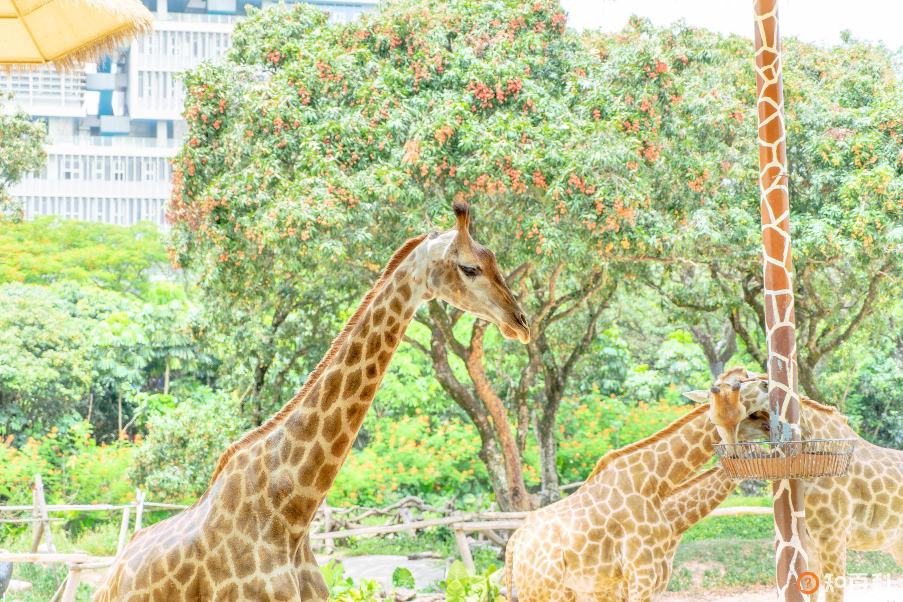 深圳野生动物园(Shenzhen Safari Park)