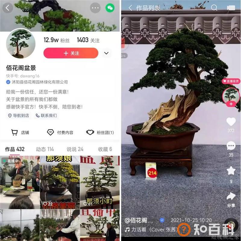 快手小众赛道江湖：有人在直播间给狗狗剪毛，有人靠盆景年入千万