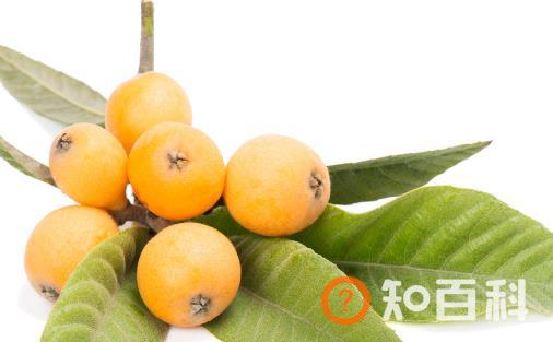 枇杷冰糖水的功效和作用 常吃可以预防四时感冒