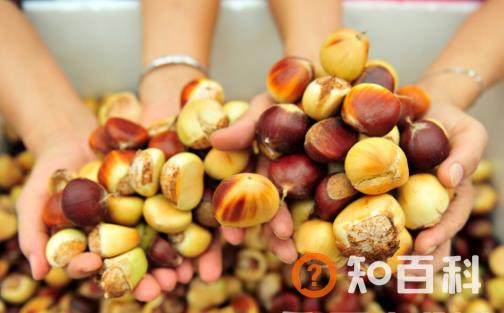 板栗促进排便提高免疫力 板栗去皮原来窍门在这里