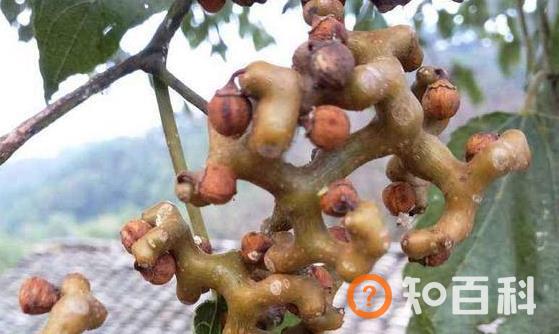 拐枣味道酸甜诱人 拐枣的正确吃法