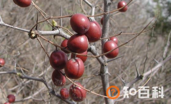 野生酸枣的6种功效与作用 酸枣的做法大全