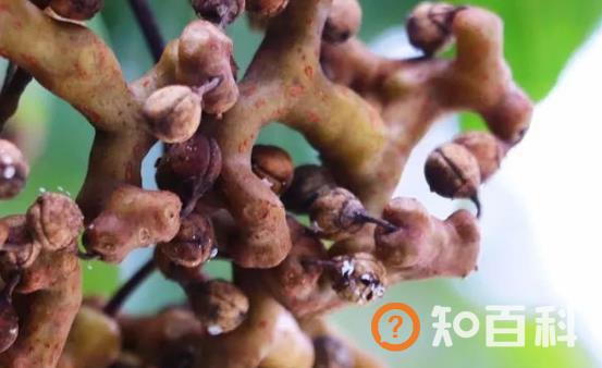 拐枣味道酸甜诱人 拐枣的正确吃法