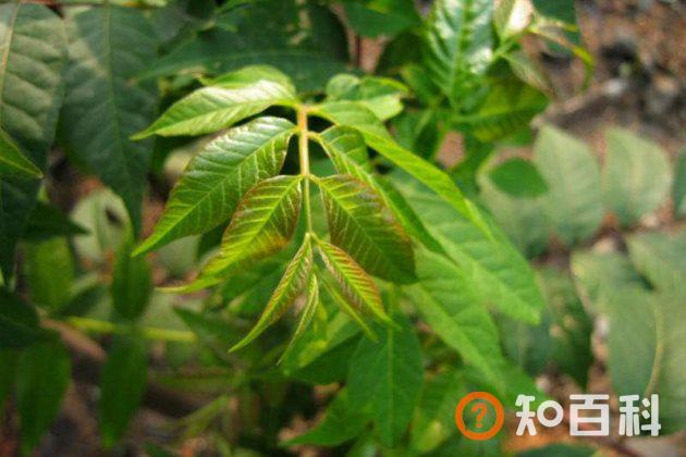 这些绿色环保的花卉植物杀虫驱虫小妙招，你知道几个？
