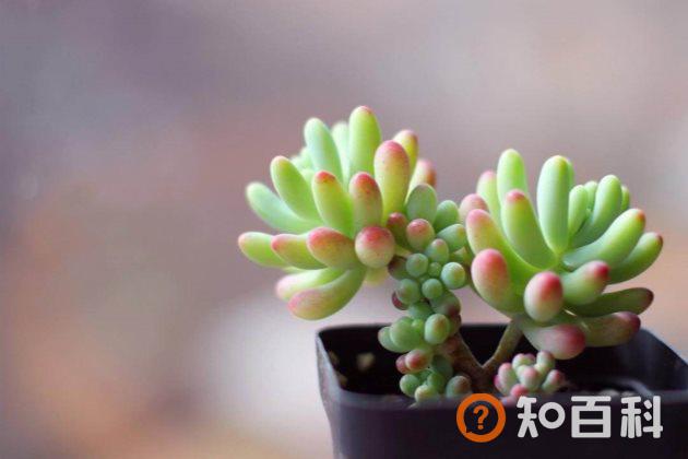 多肉植物长侧芽怎么处理