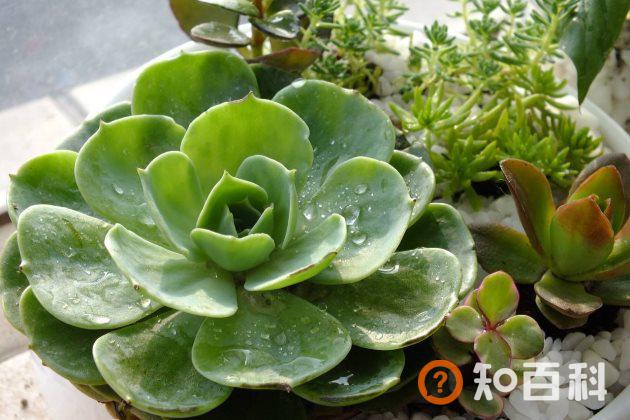 为什么夏季的时候多肉植物会烂根？