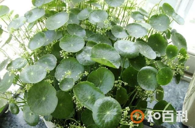 盆景怎么养比较好