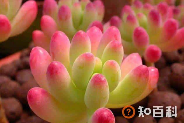 为什么夏季的时候多肉植物会烂根？