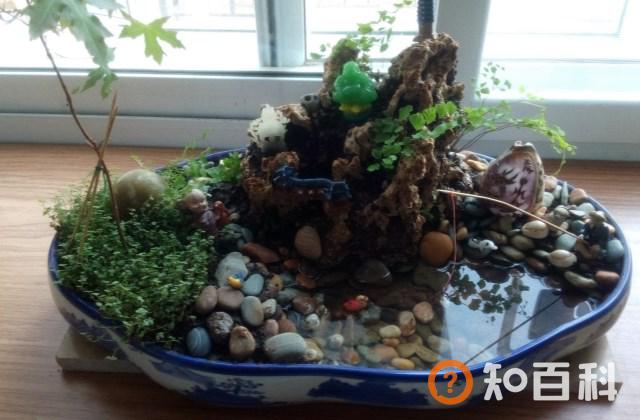 盆景怎么养比较好