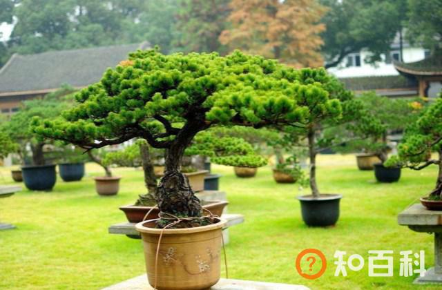盆景怎么养比较好