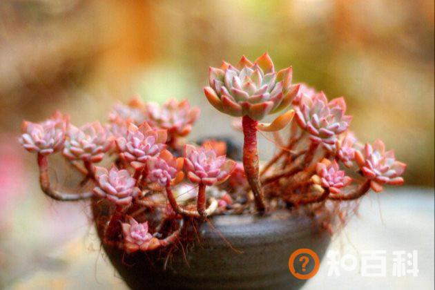 为什么夏季的时候多肉植物会烂根？