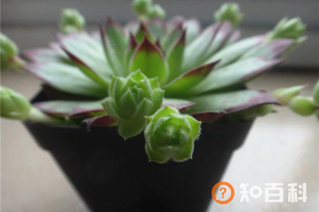 多肉植物长侧芽怎么处理