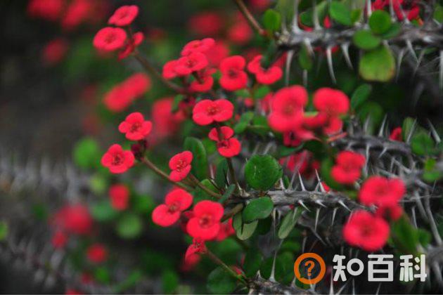 虎刺梅有毒吗 虎刺梅可以放在室内养吗