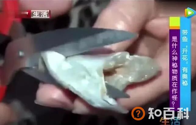 甲醛浸泡过的带鱼，一碰热油就扭曲、炸裂开花，千万别买别吃！