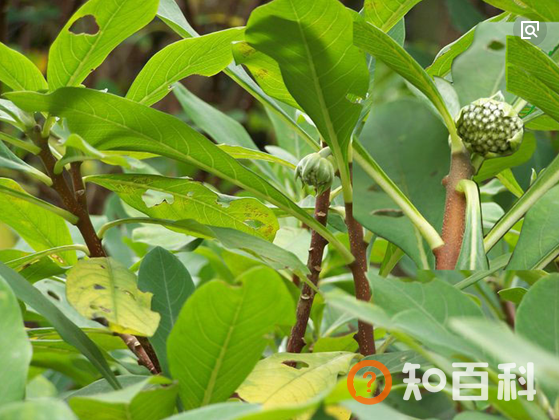 绿萝花茶的功效和作用