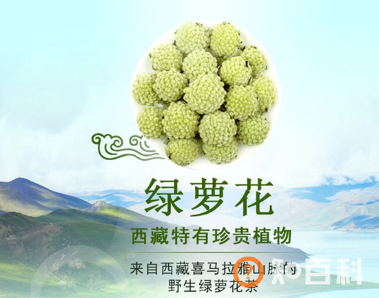 绿萝花茶的功效和作用